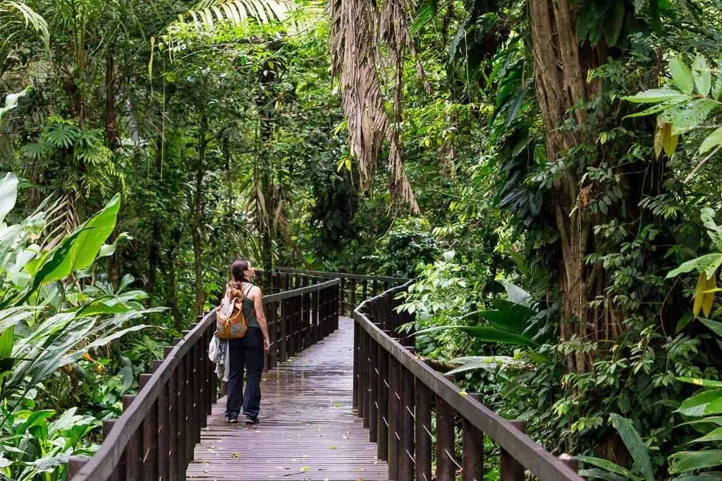 Lush tropical rainforest in the green season